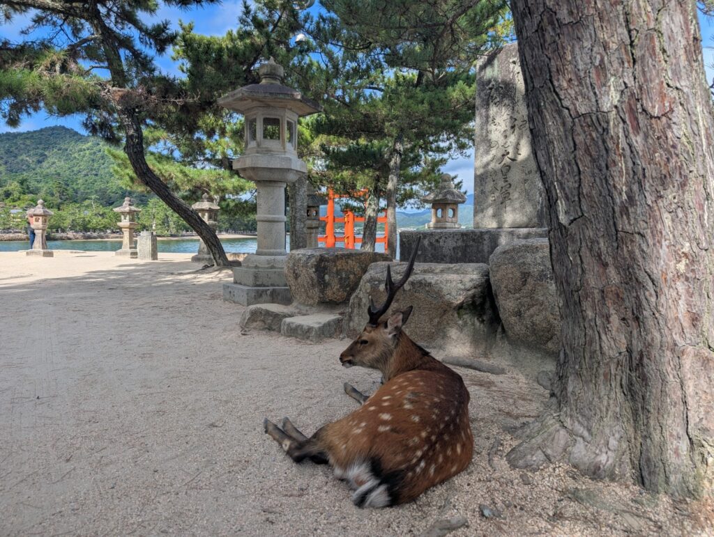 Sika deer resting under pine trees with the floating torii gate visible in the background on Miyajima Island