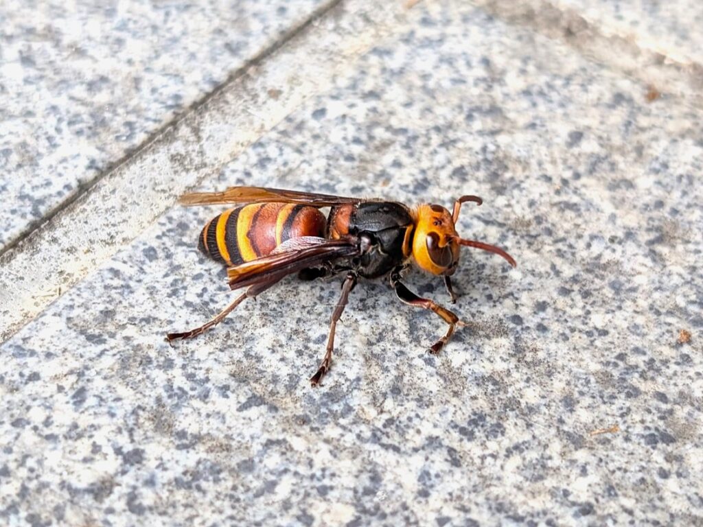Black-tailed Hornet (Vespa ducalis) photographed in Japan, showing its yellow abdomen with black tip.