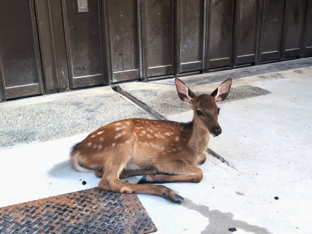 Young sika deer with white summer spots resting near a building on Miyajima Island