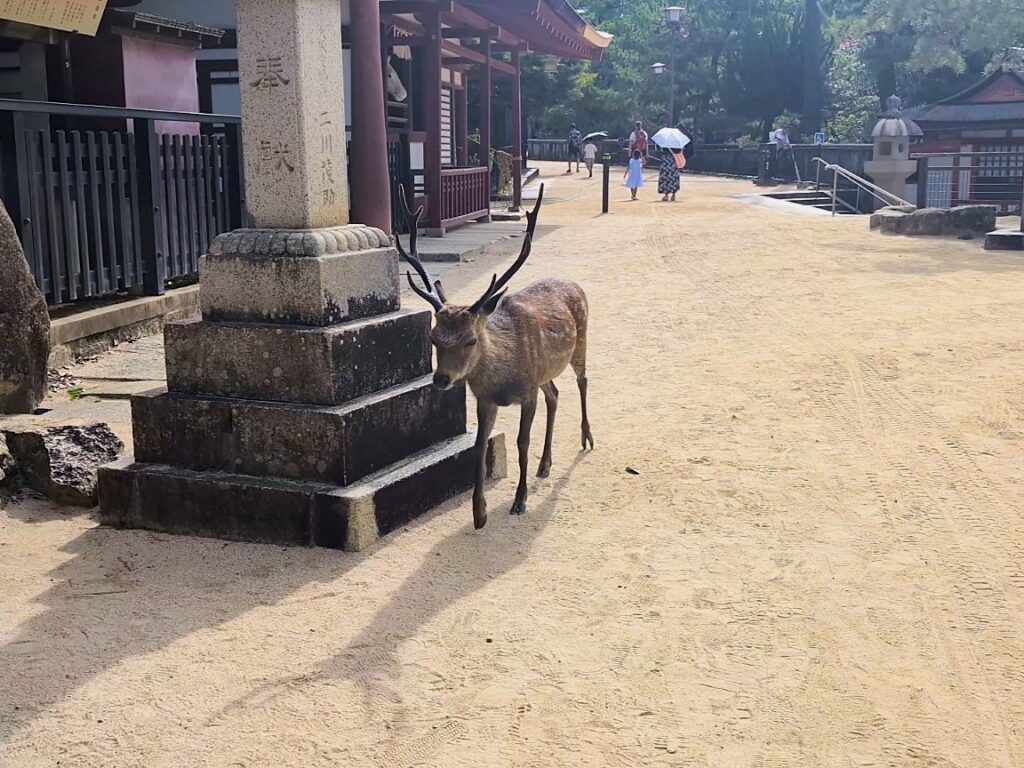 Male sika deer with antlers walking near a shrine stone pillar on Miyajima Island