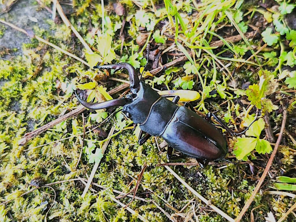 Japanese saw stag beetle (Prosopocoilus inclinatus) resting on moss and grass in a natural habitat, with mandibles spread.