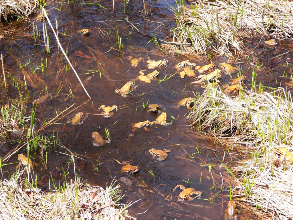 Dozens of Eastern Japanese Toads (Bufo formosus) in a mass breeding event, with multiple males clinging to females in a chaotic Gama-gassen battle