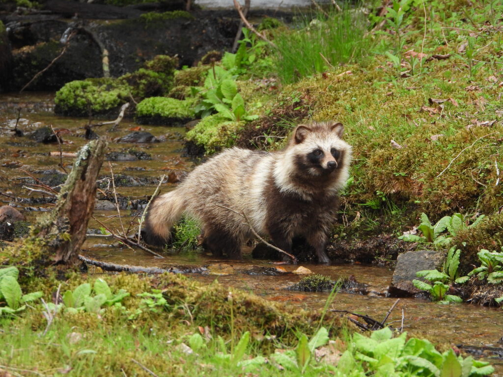 A Japanese raccoon dog (tanuki) standing by the river, appearing to hunt or search for fish.
