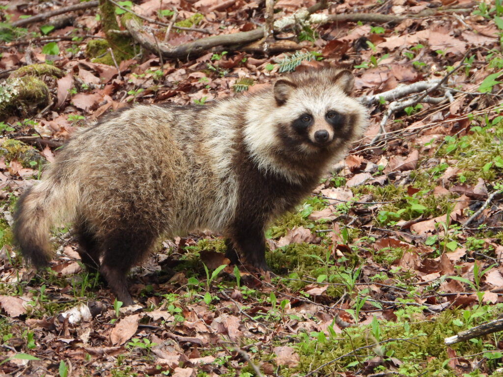 A Japanese Raccoon Dog (Nyctereutes viverrinus) standing in a forest, looking directly at the camera.