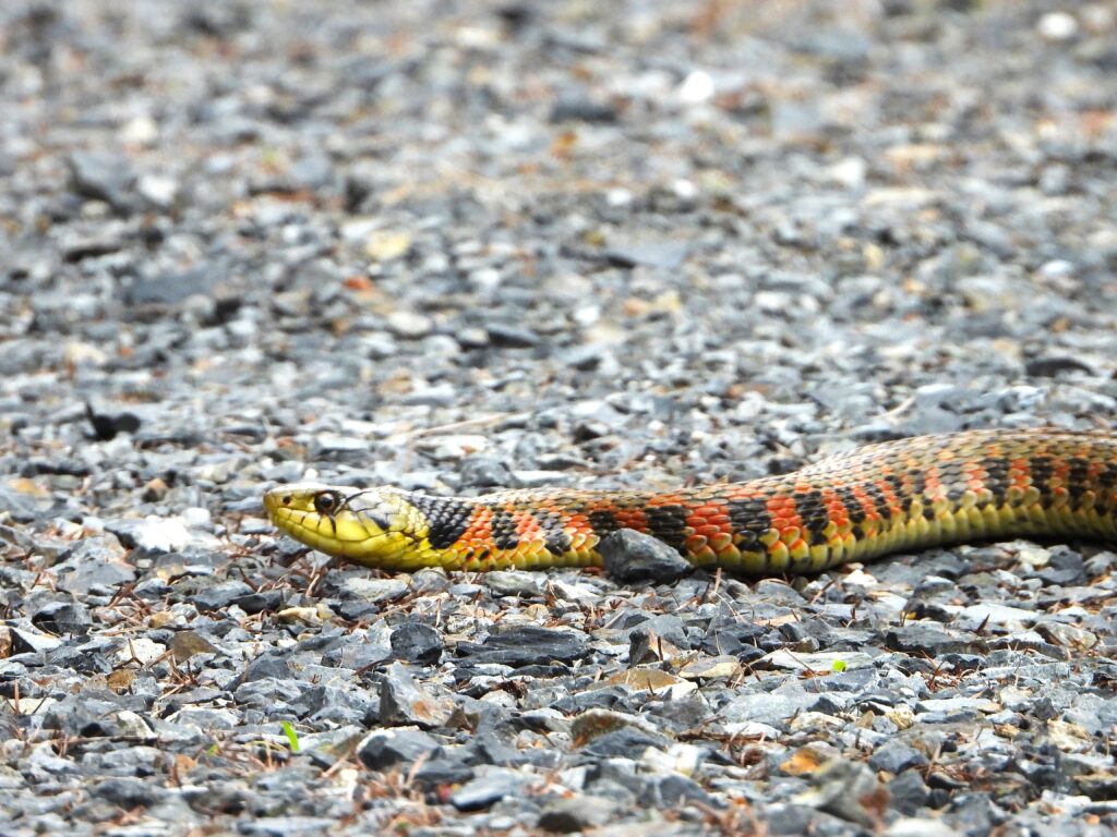 Tiger Keelback (Rhabdophis tigrinus) on rocky ground in Japan, showing its colorful red and black markings.