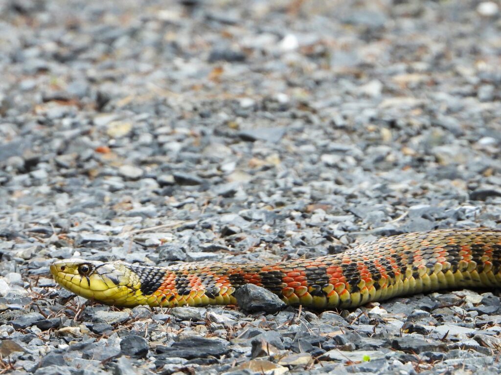 Tiger Keelback (Rhabdophis tigrinus) near a rice paddy on Honshu, Japan