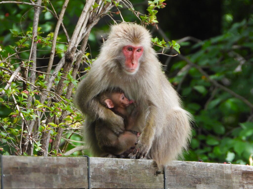 Snow monkey (Japanese macaque) mother holding her infant in the forest – symbol of Japan’s wildlife and strong family bonds.