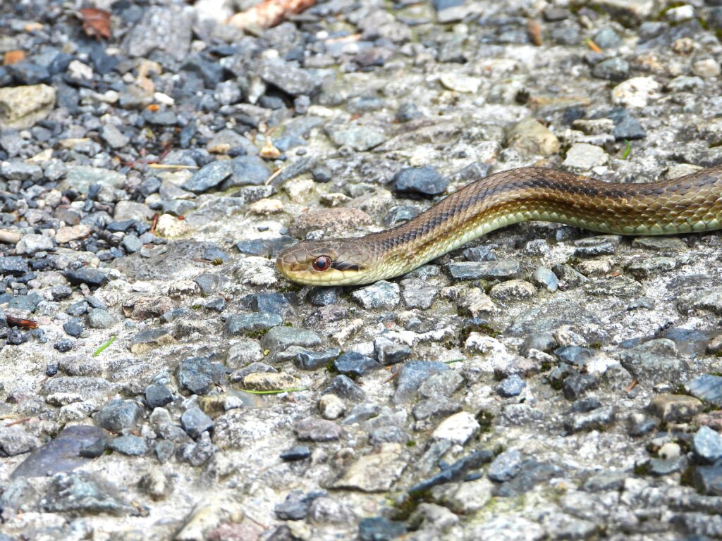 Close-up of a Japanese striped snake’s head on rocky ground, highlighting its reddish eyes.