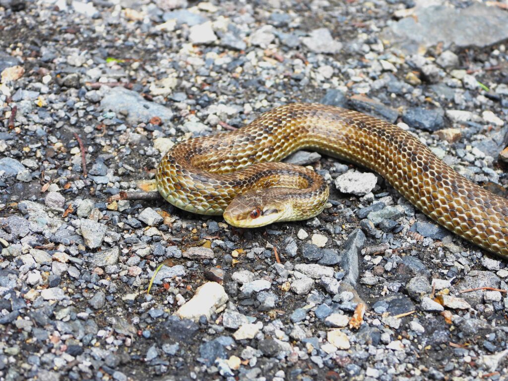 Japanese Four-lined Rat Snake (Elaphe quadrivirgata) basking in a grassy field in Honshu, Japan