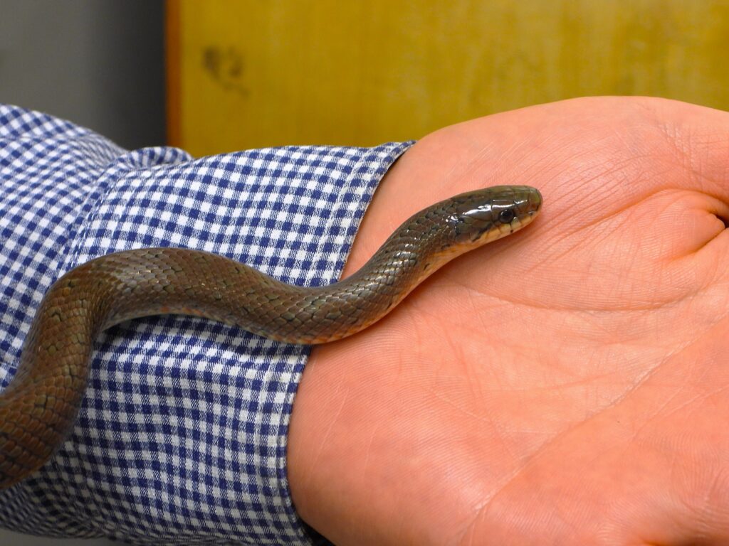 Non-venomous Japanese snake with vivid red and black pattern, known as Jimuguri