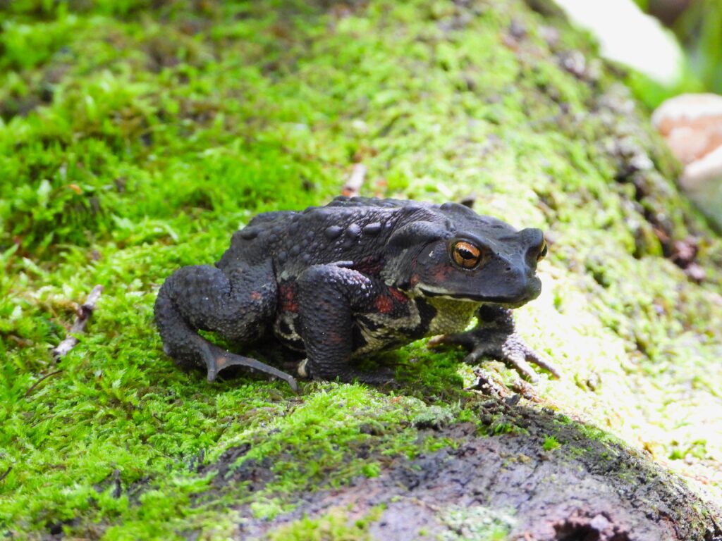 Close-up of an Eastern Japanese Toad (Bufo formosus) resting on green moss, showing its warty skin and parotoid glands