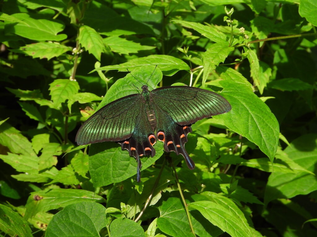 Maack’s Swallowtail (Papilio maackii) perching on green leaves, showing metallic green iridescence and red hindwing spots