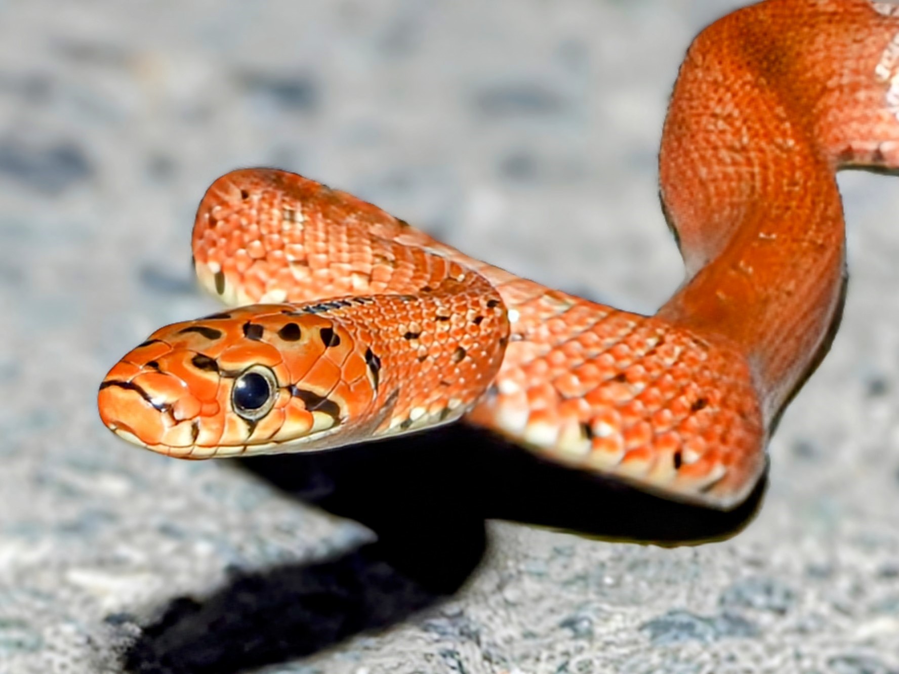 Reptiles & Amphibians