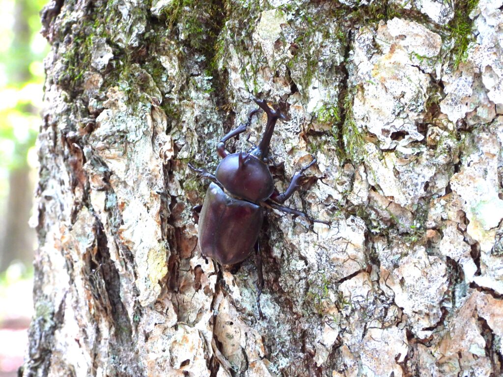 Male Japanese rhinoceros beetle clinging to an oak tree