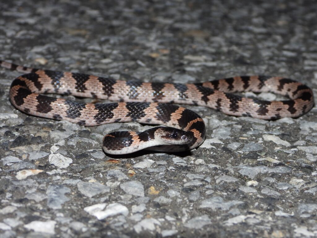 Oriental Odd-tooth Snake (Lycodon orientalis) photographed at night on asphalt, showing glossy black-and-white banded pattern.