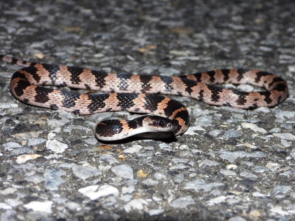 Oriental Odd-tooth Snake (Lycodon orientalis) with black and white bands photographed at night in Honshu, Japan