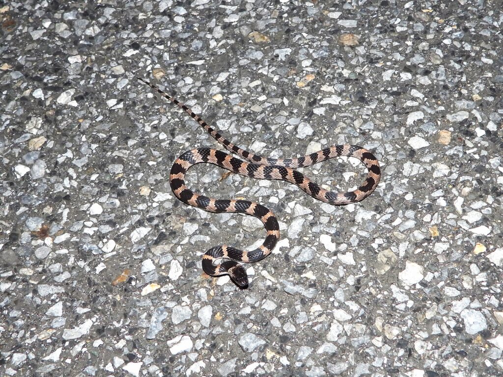Full body of Oriental Odd-tooth Snake (Lycodon orientalis) on a road at night, displaying slender form and alternating pale and dark bands.