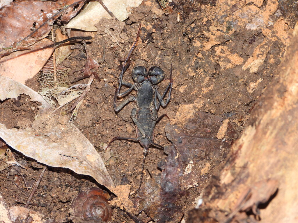 Amami whip scorpion (Typopeltis stimpsonii) on the forest floor with long whip-like tail