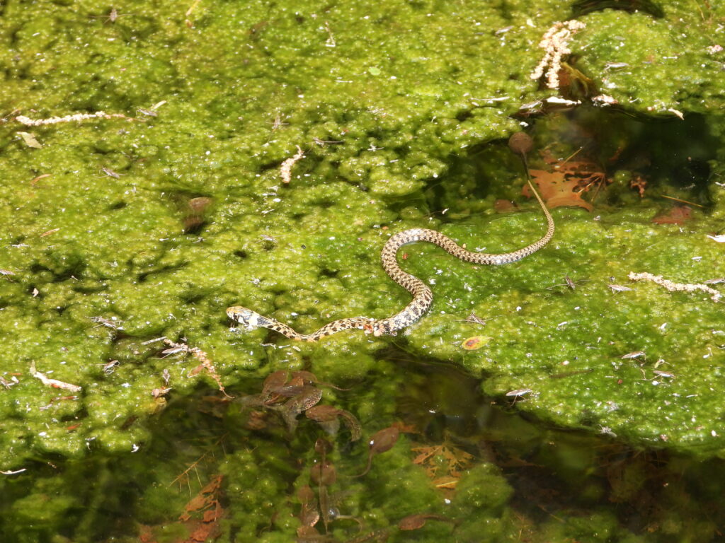 Tiger Keelback snake (Rhabdophis tigrinus) swimming in a pond with tadpoles, typical wetland habitat in Japan.