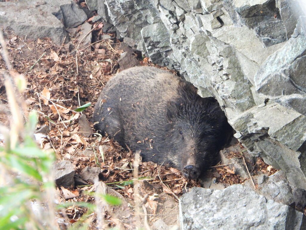Japanese wild boar resting on the ground during daytime in a forest