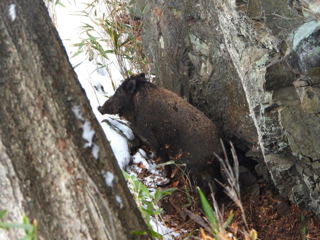 Japanese wild boar walking through deep snow in winter, Honshu, Japan