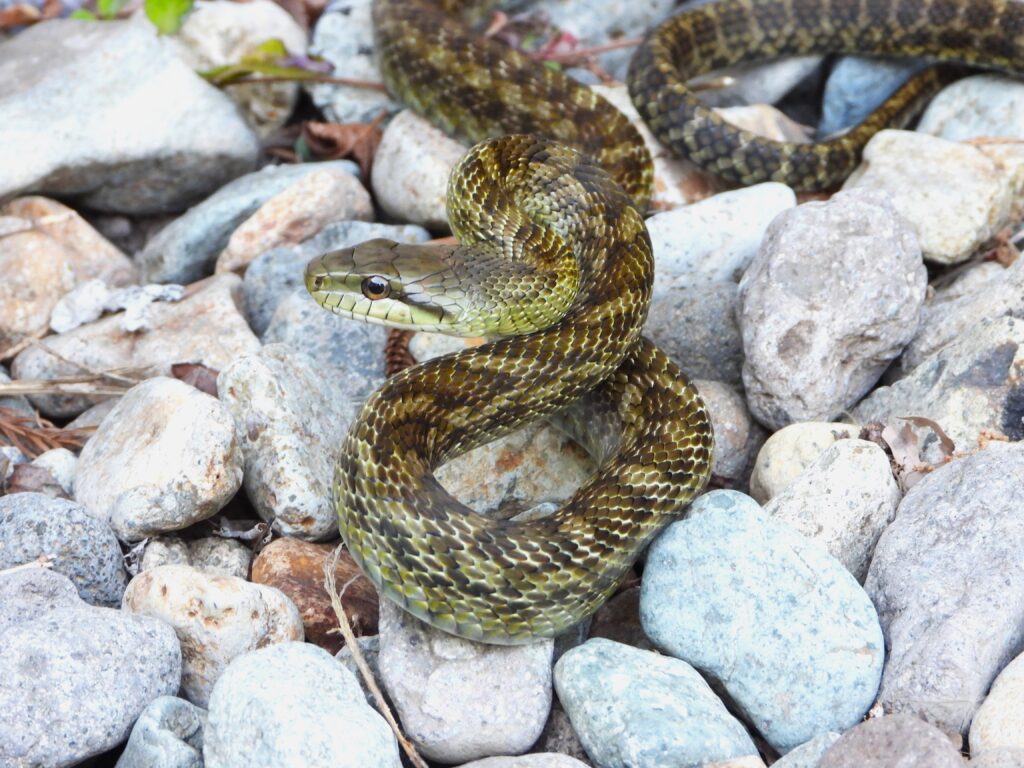 Japanese rat snake (Elaphe climacophora), a large non-venomous snake in Japan