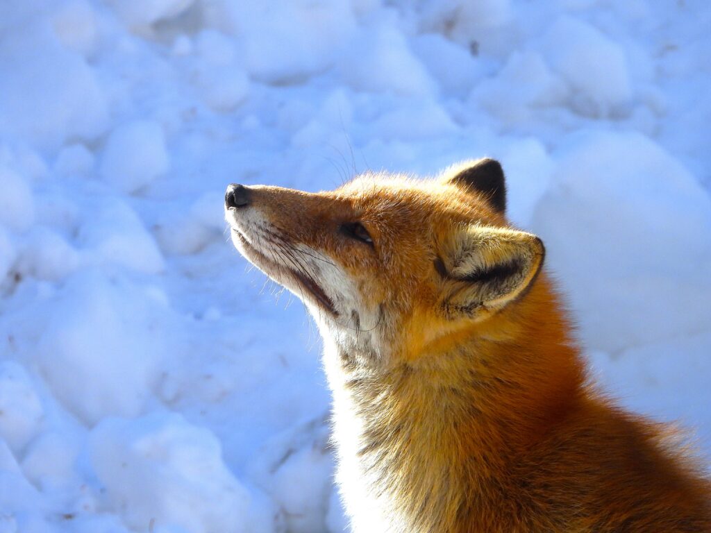 Red fox in the snow – representative of Japan’s wild mammals