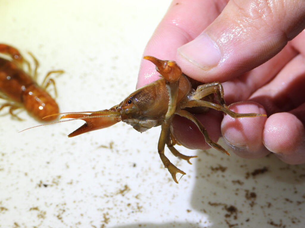 Japanese crayfish (Cambaroides japonicus) being held in hand for observation