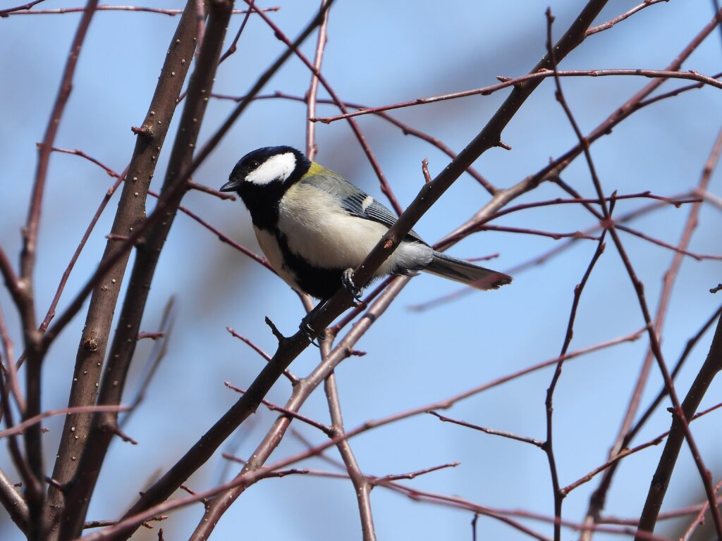 Japanese Tit (Parus minor) perched on a bare branch in early spring, showing its black head, white cheeks, and olive back.