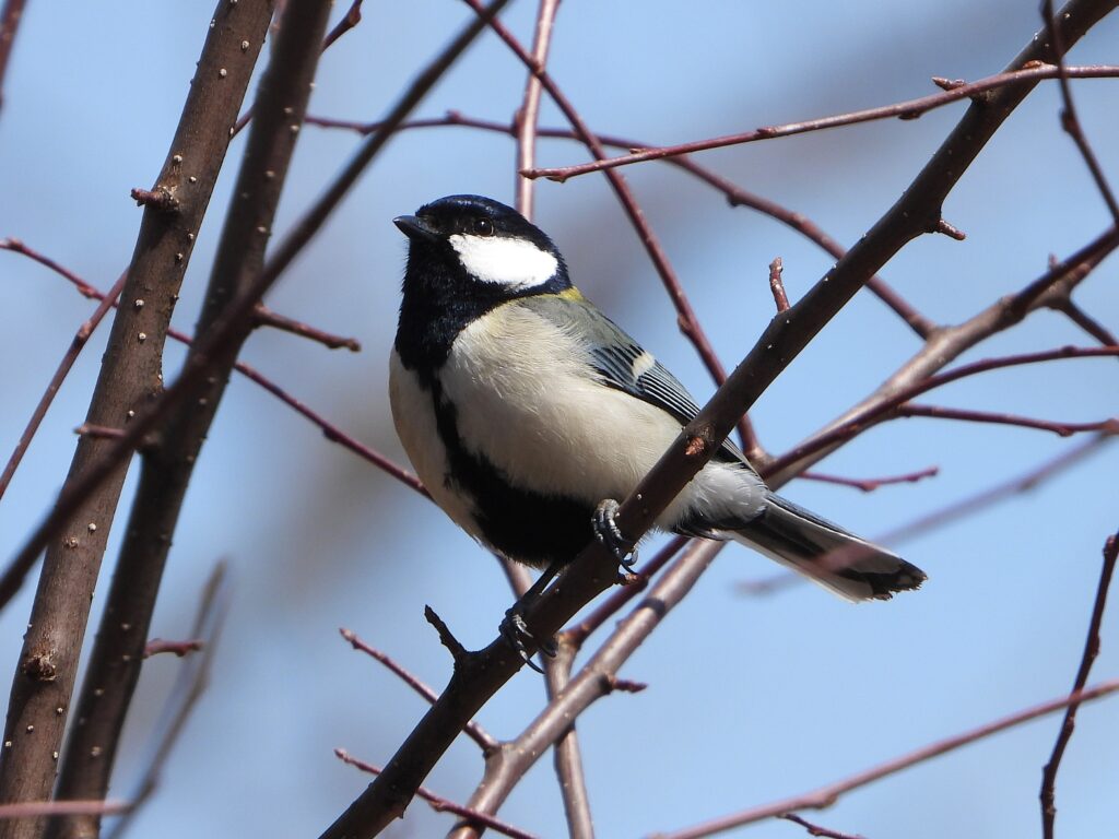 Close-up of a Japanese Tit (Parus minor) on a branch, highlighting its black throat stripe (“necktie”) and white cheeks.