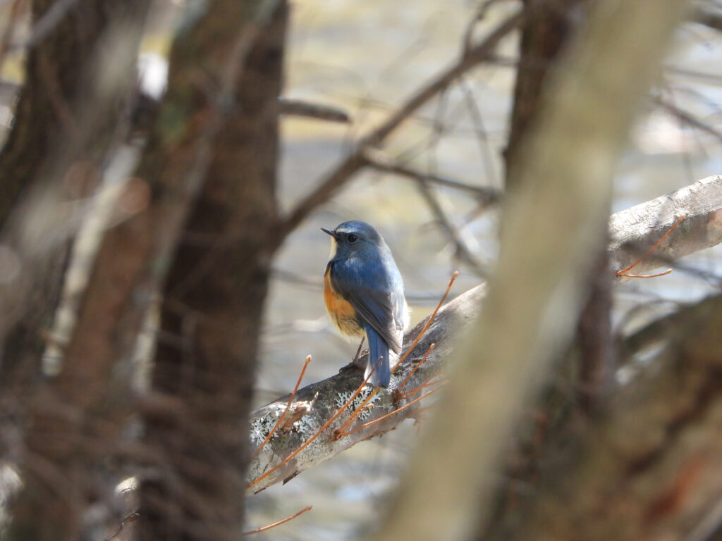 Red-flanked Bluetail male resting on a branch in a forest thicket, with cobalt-blue back and orange sides.