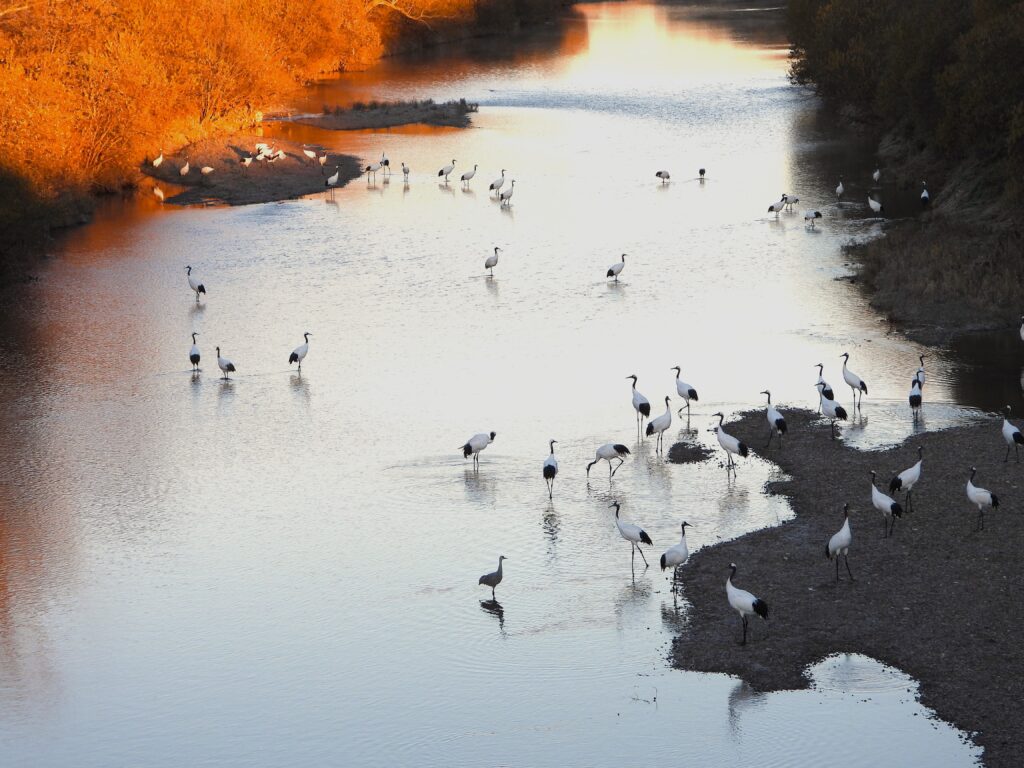 A flock of Red-crowned Cranes wading in a winter river at sunset in Tsurui, Hokkaido.