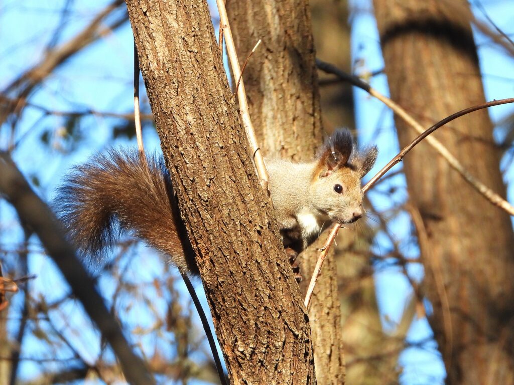 Hokkaido Squirrel clinging to a tree trunk in a forest, showing its ear tufts and fluffy tail.