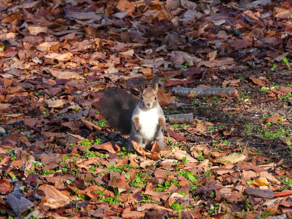 Hokkaido Squirrel standing alert among fallen leaves on the forest floor in Hokkaidō.
