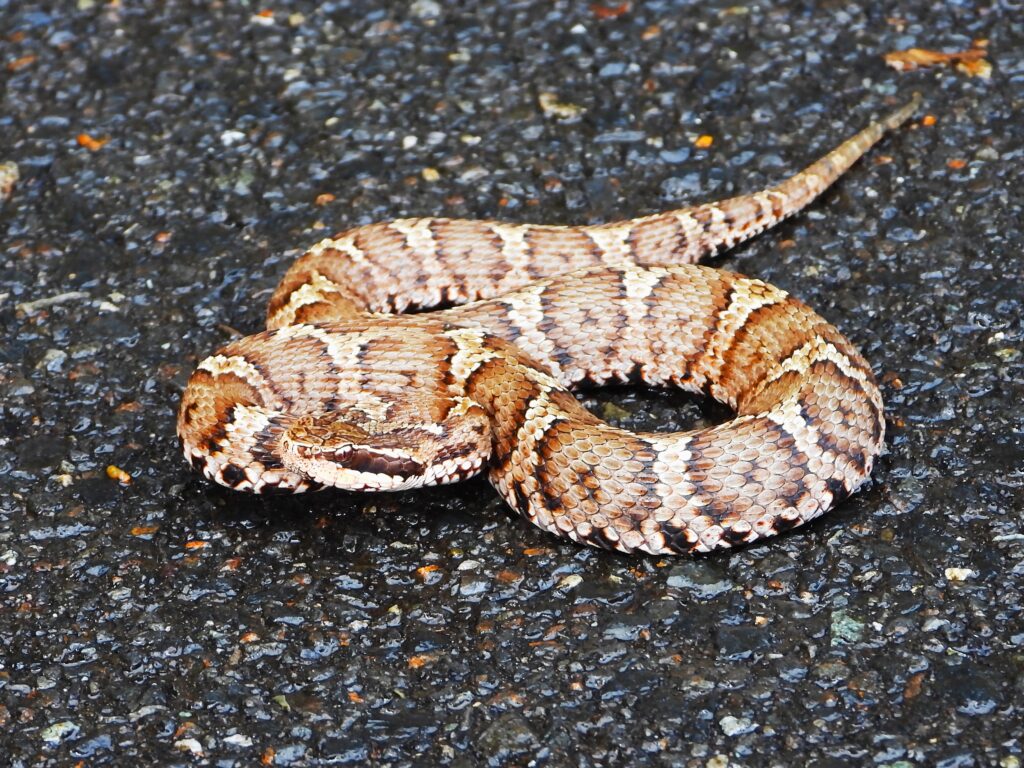 Japanese Mamushi (Gloydius blomhoffii) with triangular head and zigzag pattern in Honshu, Japan