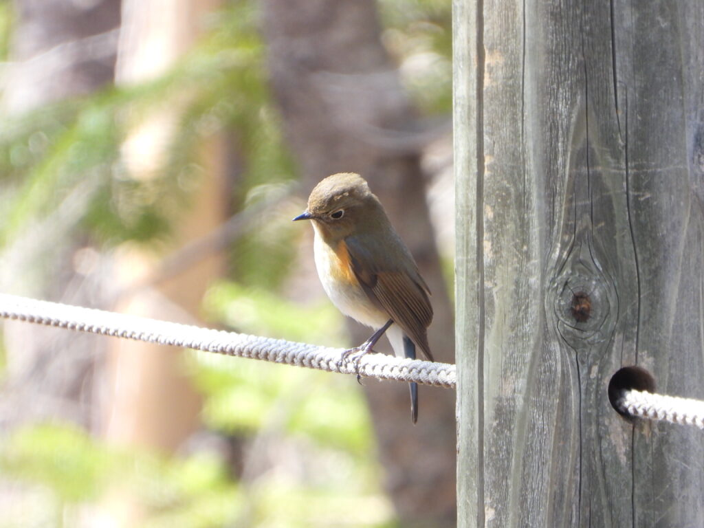 Female Red-flanked Bluetail on a rope near a wooden post, with olive-brown back, bluish tail, and orange flanks.