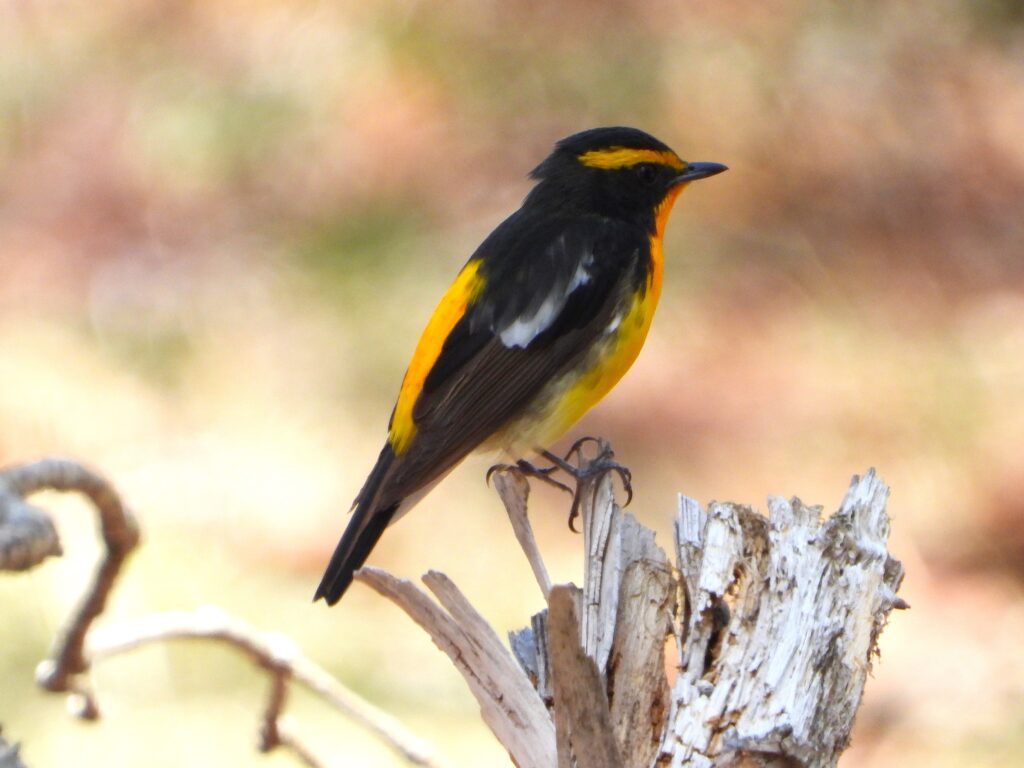 Male Narcissus Flycatcher (Ficedula narcissina) perched on a tree stump, showing its vivid yellow and black plumage.