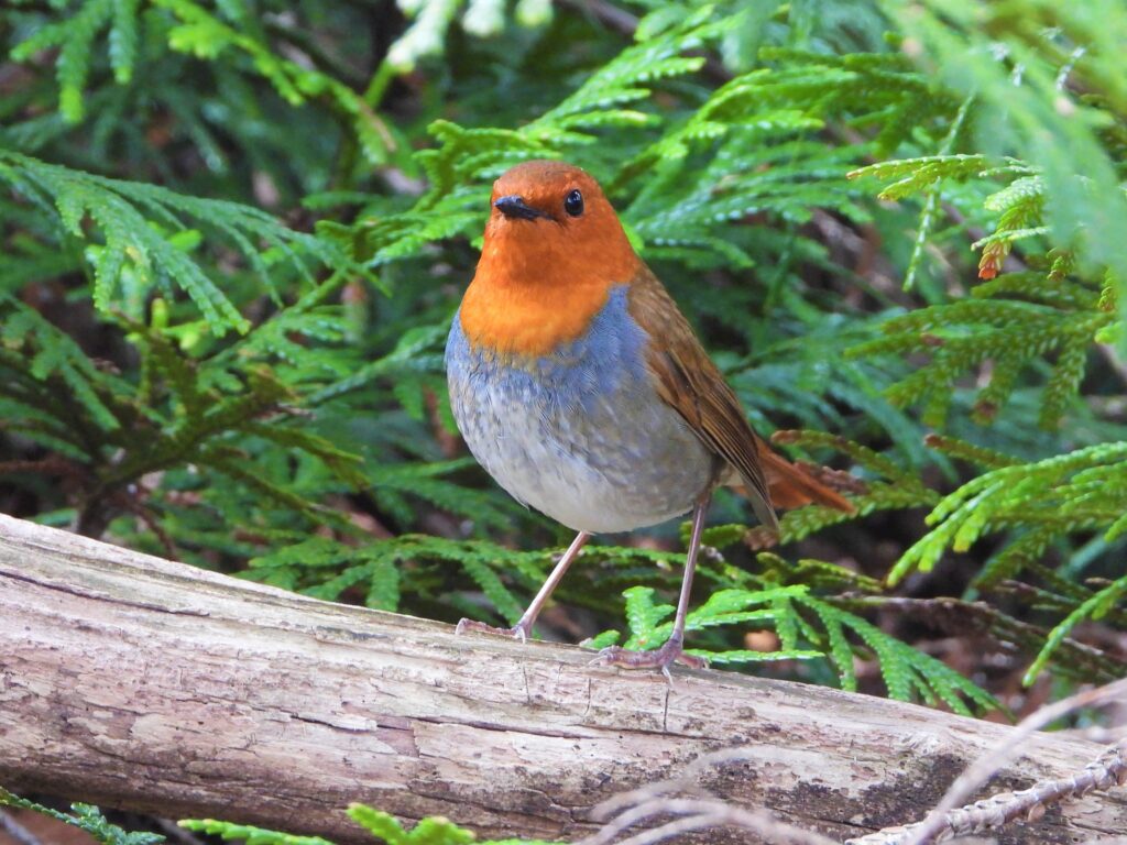 Japanese Robin (Larvivora akahige) perched on a mossy branch in mountain forest, Japan