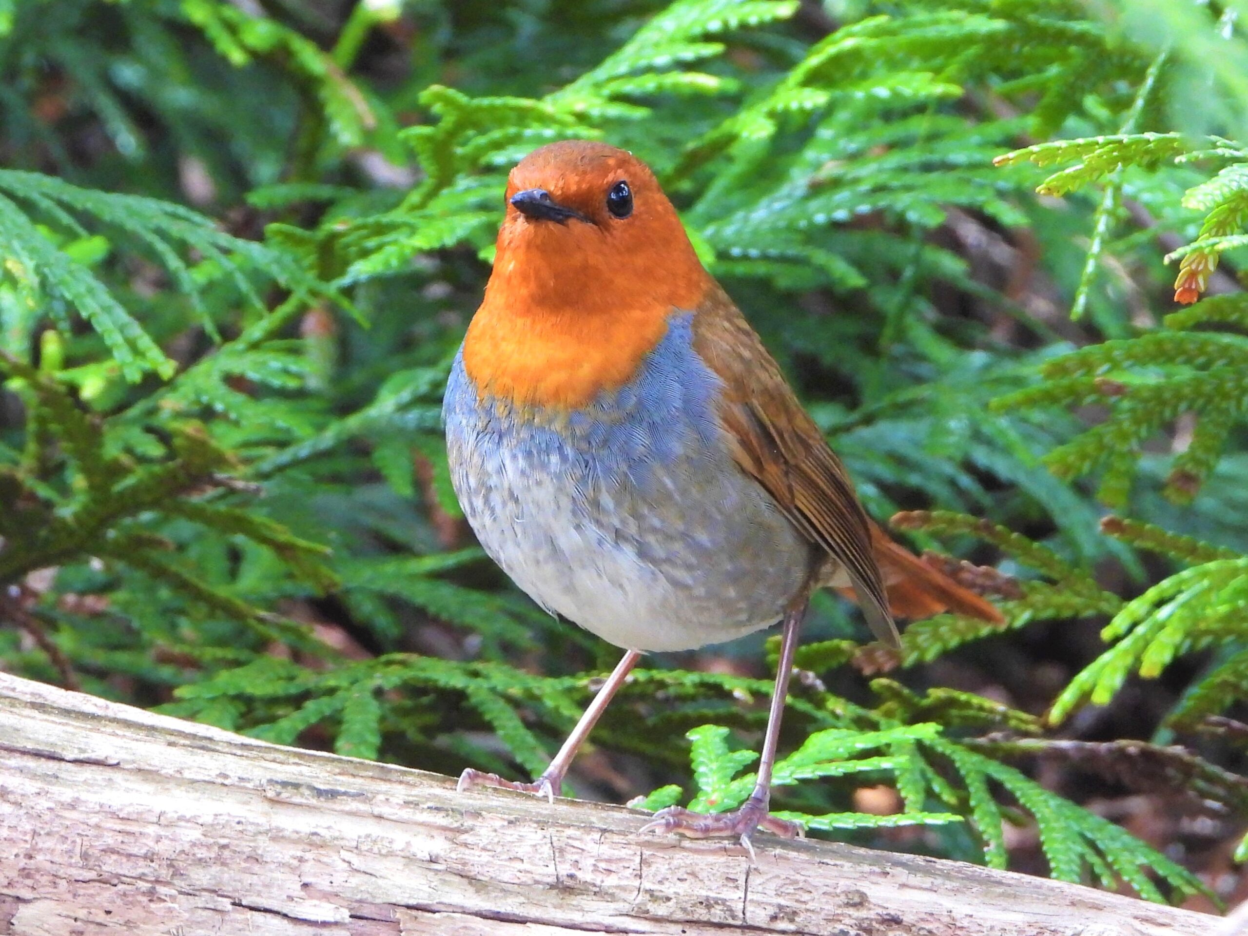 Birds