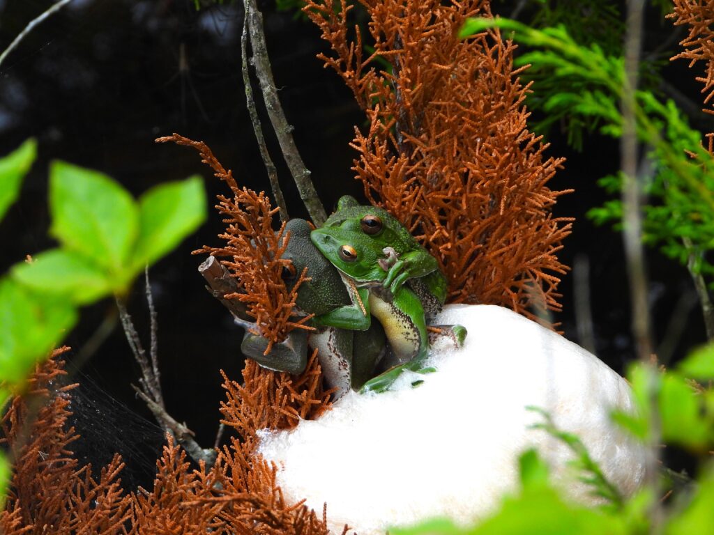 Breeding pair of Forest Green Treefrogs (Zhangixalus arboreus) on a foam nest above a pond
