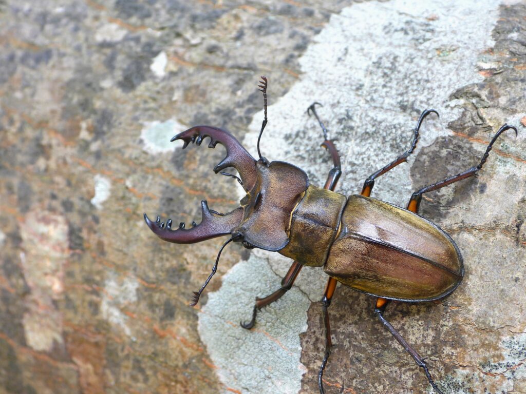 Male Miyama stag beetle (Lucanus maculifemoratus) with giant antler-like jaws feeding on oak tree sap in a Japanese mountain forest.
