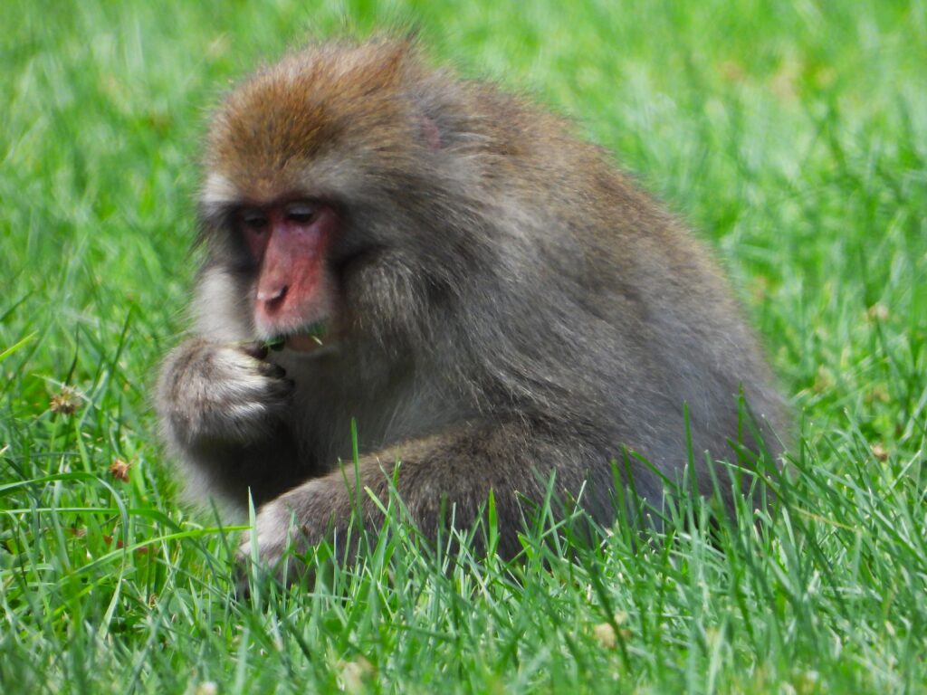 Japanese macaque (snow monkey) feeding on grass in its natural habitat in Japan.