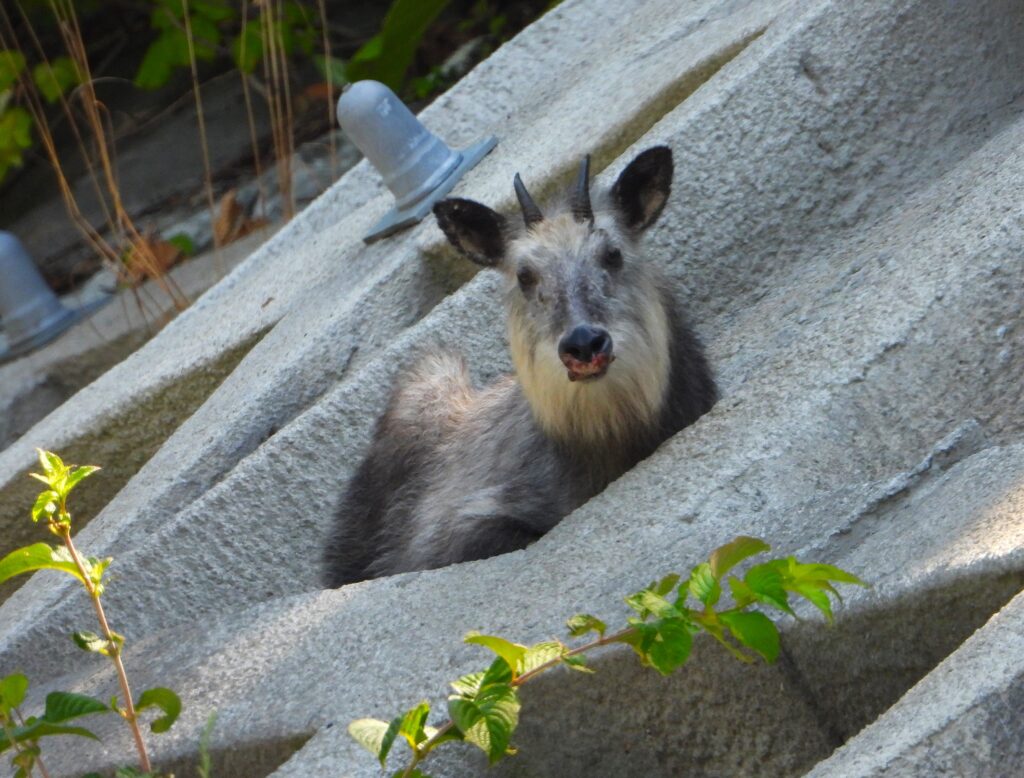 apanese serow (Capricornis crispus), an endemic mountain ungulate of Japan and a designated Special Natural Monument, resting calmly on a slope while watching its surroundings