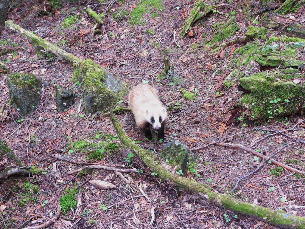 Japanese Badger facing the camera in a woodland area, with clear view of its distinctive dark face mask