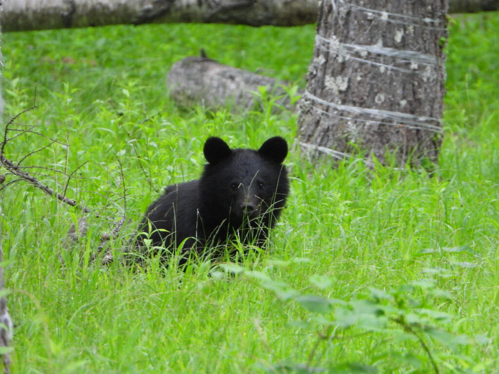 Young Asian black bear sitting in green grass in a Japanese forest.