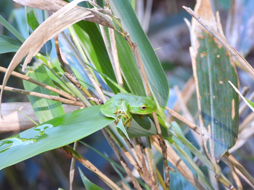 Schlegel’s Green Tree Frog (Zhangixalus schlegelii) resting on bamboo leaves in Japan, blending into the vegetation