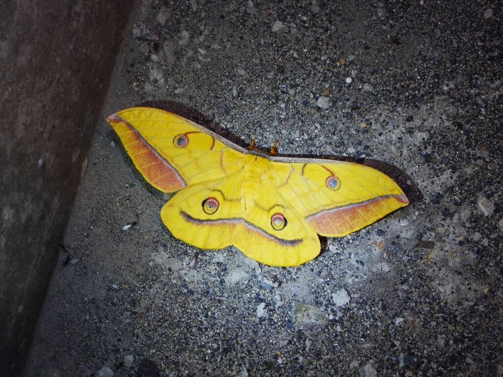 Japanese Oak Silk Moth (Antheraea yamamai) with bright yellow wings and distinct eye spots, photographed at night on pavement.