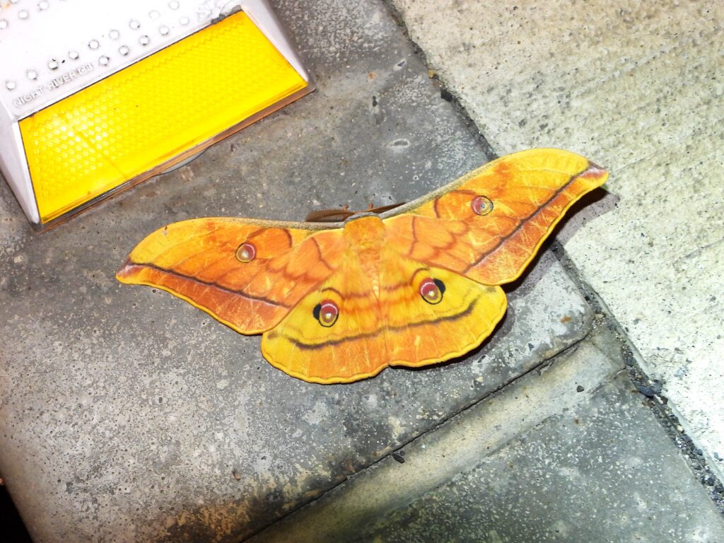 Japanese Oak Silk Moth (Antheraea yamamai) resting on the ground near a roadside reflector, showing orange-brown wing color with eye spots.