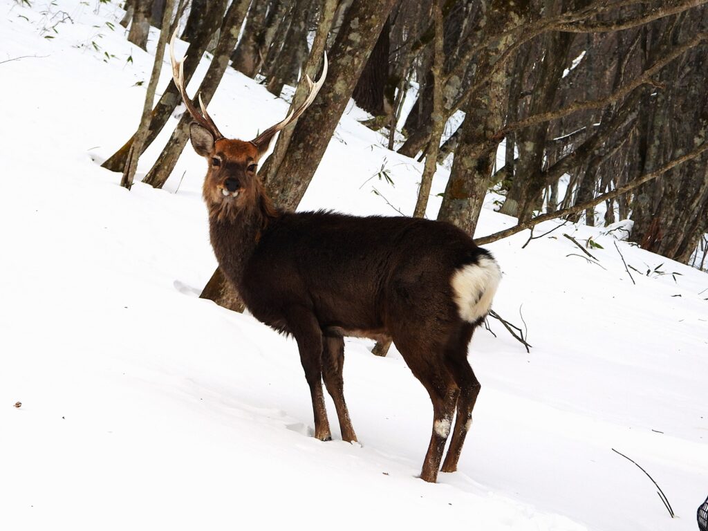 ika Deer (Cervus nippon) standing in a Japanese forest