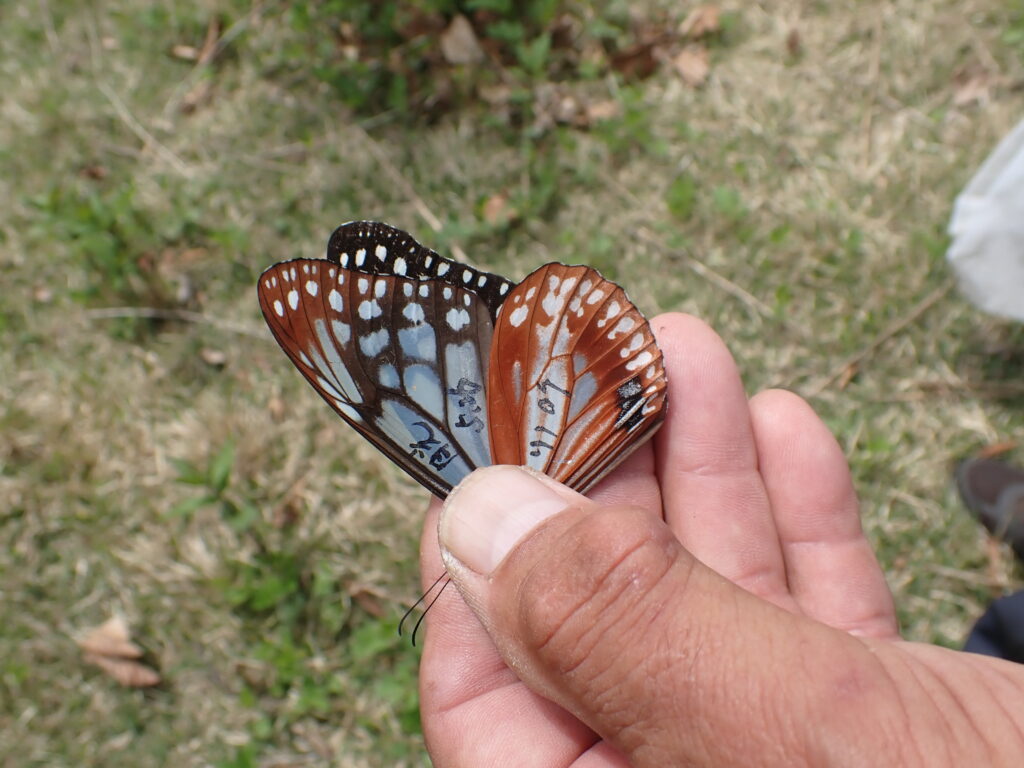 Tagged Chestnut Tiger butterfly (Parantica sita) with identification marks on its wings, part of migration research in Japan.